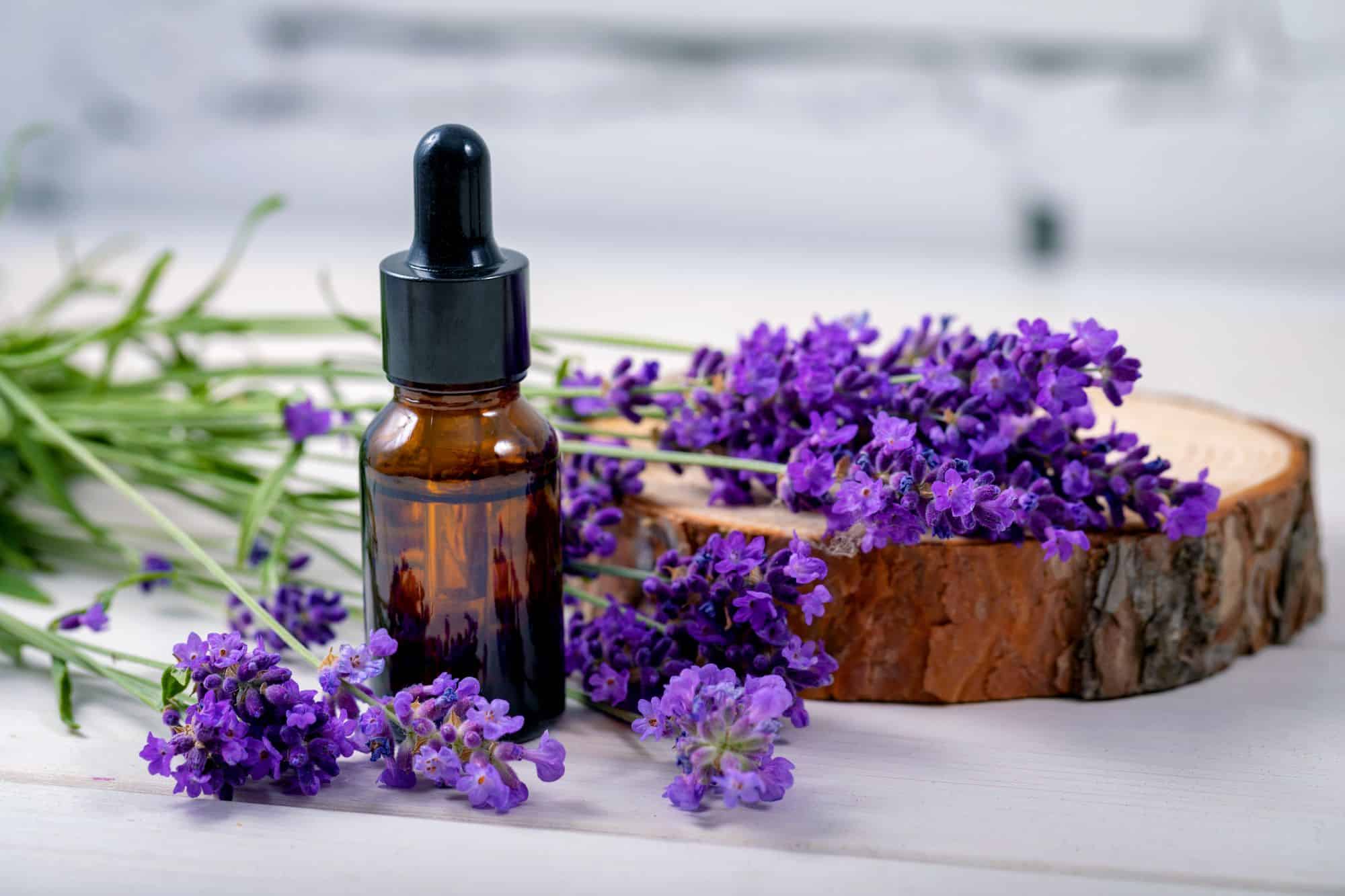 lavender essential oil